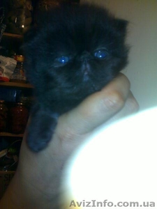 Милые персидские котята #404008