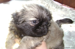 продам щенков пекинеса 2, 5 мес. #396480