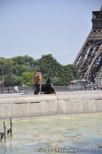  вязка Йоркширский терьер #412338