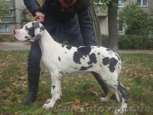 Щенки Немецкого дога #420296