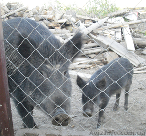 Продам дикого кабана #408843