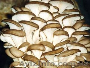 Продаем грибы вешенка - оптом и в розницу,  возможна доставка #397188