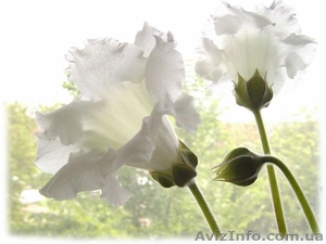 Фото-жалюзи Крым #419648