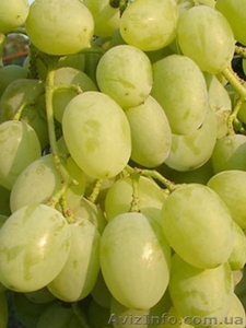 Продам привитые саженцы #424367