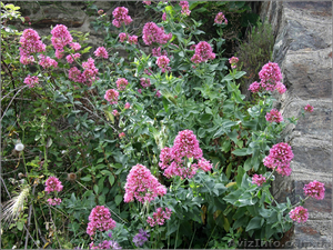 продам цветы садовые недорого #405031