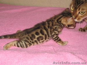 Бенгальские   котята. 1 #418174