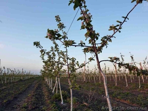 Пропонуэмо професійні види послуг по догляду за Вашим садом #420235