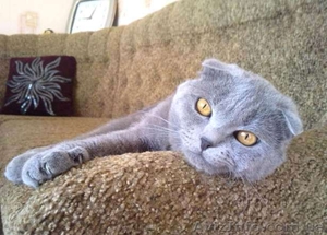 Вязка. Шотландский вислоухий #409926