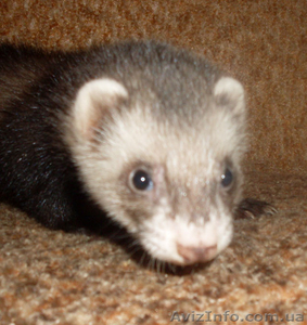 фретки,  домашний хорек #423818