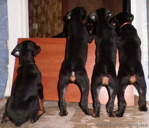 Доберманы-щенки #418989