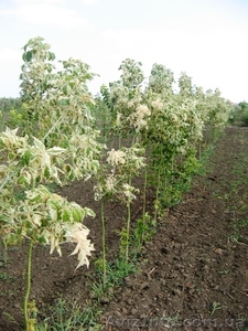 Саженцы декоративных деревьев от 