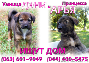 Умница Дэни мечтает о доме #396220