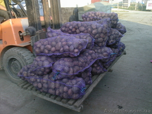картошка опт хорошее качество #407752