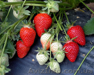 Рассада клубники с закрытой корневой системой #413403