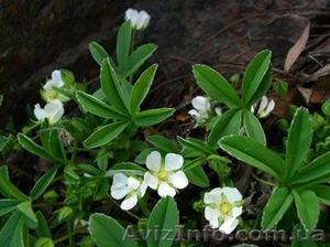 Пятипал (лапчатка белая) корень #409453