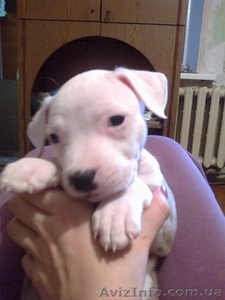 Породистые щенки #422872