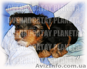 Чистокровные йоркширские терьеры #405877