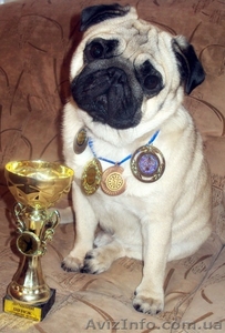 Мопс открыт для вязки #401824