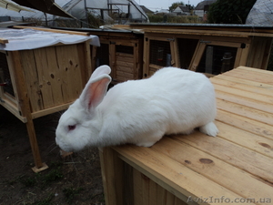 Кролики породы - Белый паннон #419596