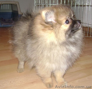 Шпиц померанский (миниатюрный) #401818