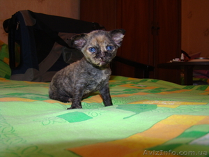 питомник готовит к продаже котят породы девон рекс #415923