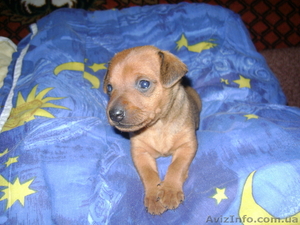 Щенки цвергпинчера #415896