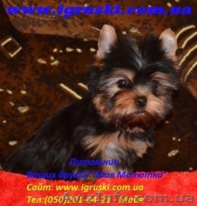 Щенки йоркширского терьера (Питомник Моя Малютка) #423380
