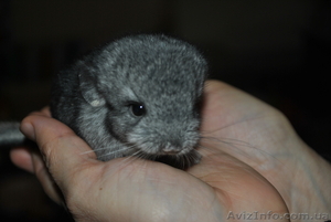 Продаются домашние шиншиллы! #405750