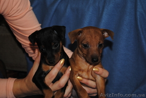 Уникальные щенки цвергпинчера #423589