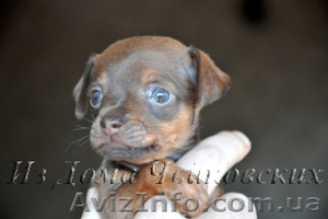 куражные щенки русского тоя #403789