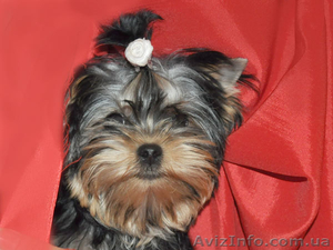 Йоркширские терьеры миники #407948