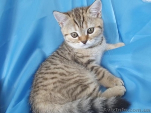 Шотландские котята шоу класса #413804