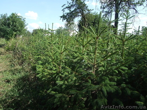 Продаж саженцы ели обыкновенной #396754