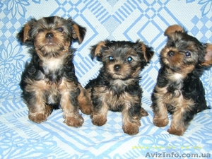 Продаю Йоркширских терьеров два мальчика и одна девочка #422712