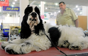 Щенок американский кокер спаниель #412340