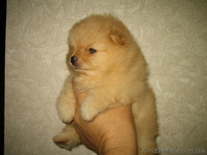 Продам щенков померанского шпица #400127