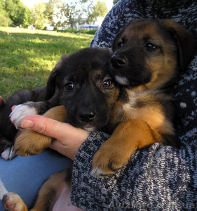 Красавица Арья,  метис овчарки,  ищет семью #396219