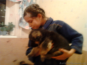 щенки-богатыри немецкой овчарки #379191