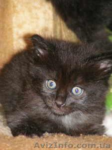 продам котят курильского бобтейла #418735