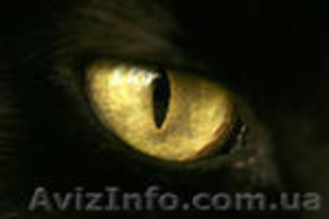 Выполним поручение (в рамках закона) #412533