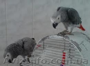 попугай продажа #413715