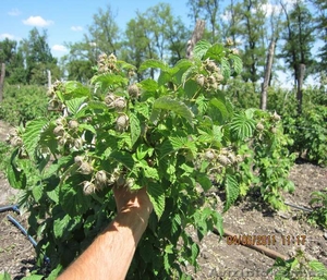 Саженцы и  рассада малины   разных сортов. #401914