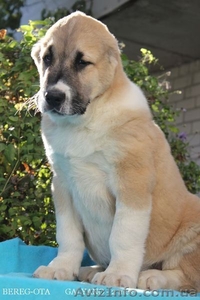   щенки   СРЕДНЕАЗИАТСКОЙ  ОВЧАРКИ ( АЛАБАЯ) #405645