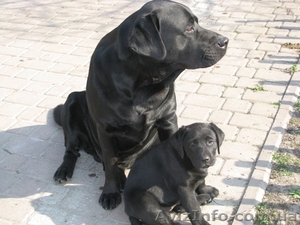 Лабрадор * Щенки* Собака* #414099