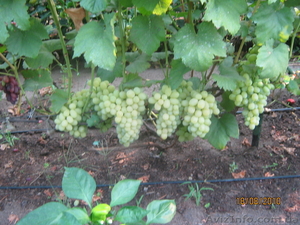 Продам Элитные сорта винограда #402959