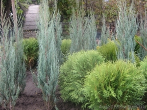 Можжевельники (разные виды),  туи,  самшиты,  пихты,  ели,  сосны #416761