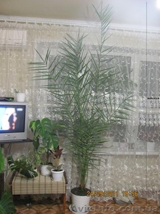  цветок Финиковая пальма #398763