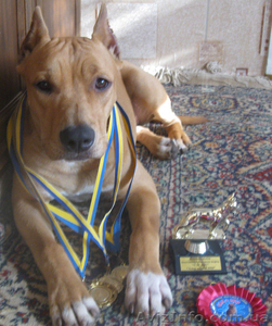 Продам щенков амстаффа #413754