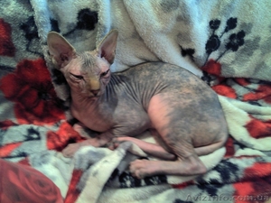 СфинксКанадский  #423121