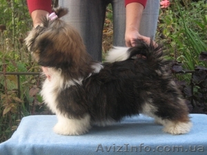 Перспективные щенки ши-тцу от интерчемпиона #407307